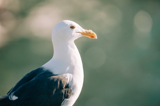 海鸥，沙滩上小鸟的特写照片图片下载