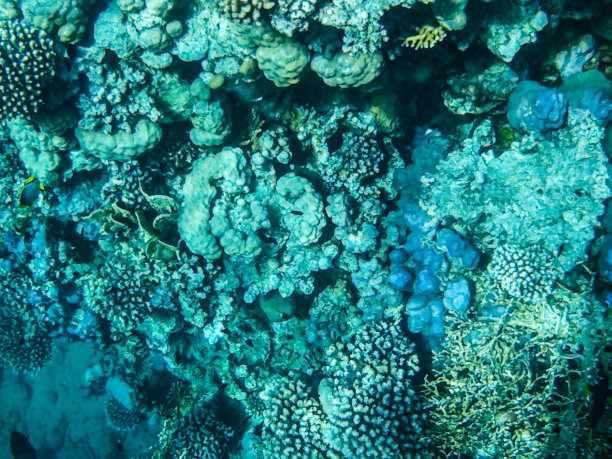 珊瑚礁图片：埃及沙姆沙伊赫图片下载