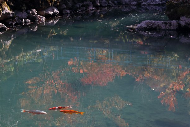 赏叶的白羽湖，西龟井(高知县Tsuno镇)图片下载