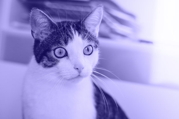 可爱的猫，绿色的眼睛躺在白色的地板上。横幅，复制空间，关闭，背景。可爱的家养宠物概念。蕨类植物的丛林越来越近。2022年最佳颜色非常佩里。健美的形象图片下载