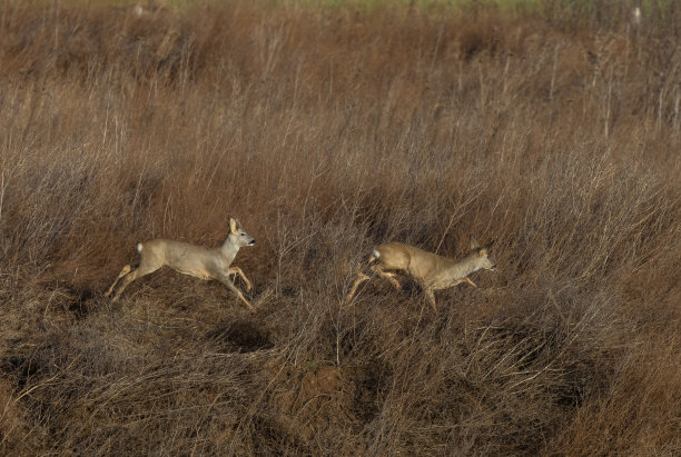 两个鹿鹿图片下载