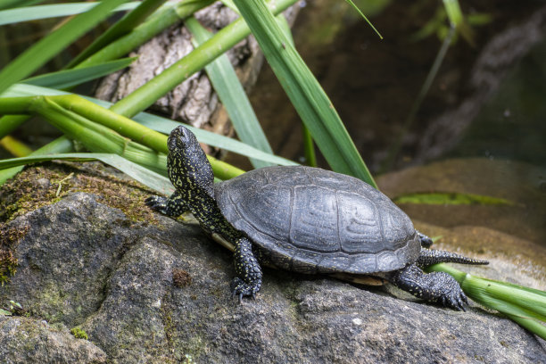 动物园里的一只大乌龟图片下载