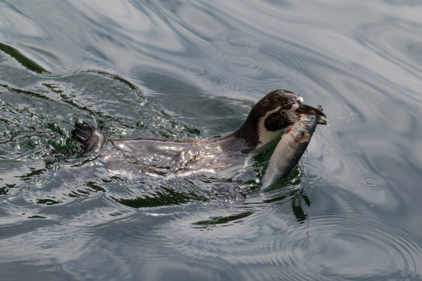 一只捕猎鱼的海豹图片下载