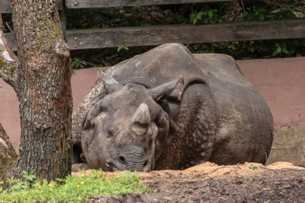 动物园里的犀牛图片下载