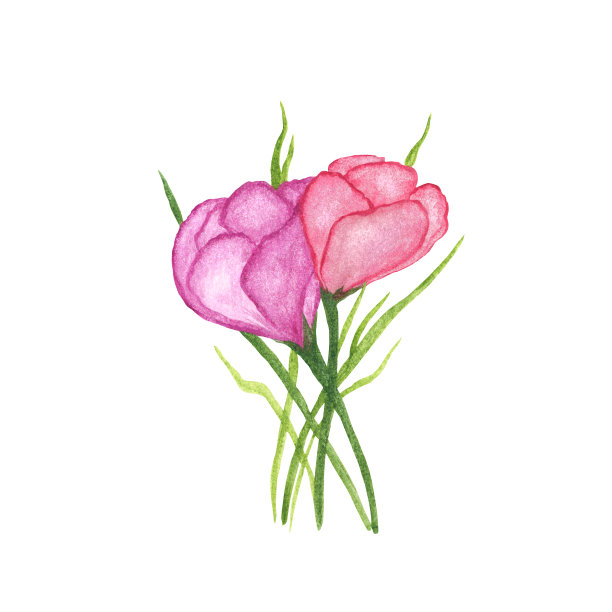 番红花，粉红色，淡紫色，孤立在白色背景上。第一个春天的花朵。水彩手绘插图。用于卡片、标签的设计。图片下载