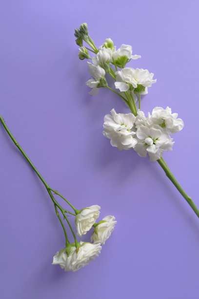 俯视图的两个白色的花在紫色的背景。垂直的照片。花架为您的美容产品。文本。平躺的生活方式图片下载