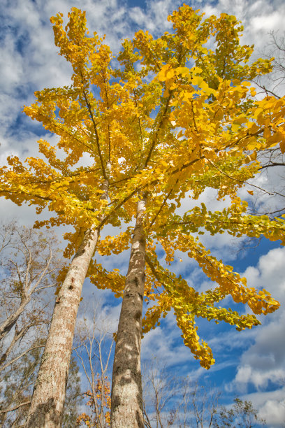 低角银杏树图片下载