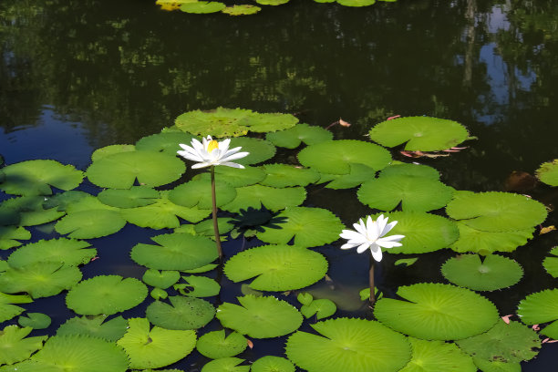 荷花盛开，荷叶苍翠，水塘背景图片下载