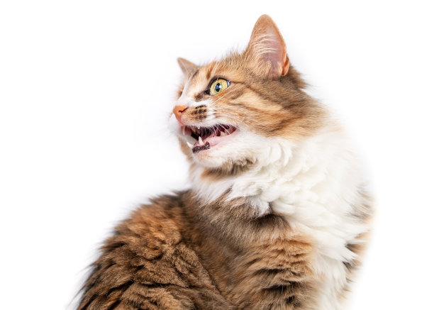 猫叫或喋喋不休的东西。图片下载
