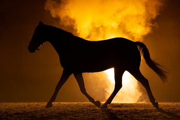 一匹小马的黑色剪影，背景是橙色的图片下载