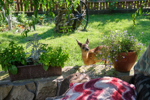 天真的小鹿。年轻的野生鹿。图片下载