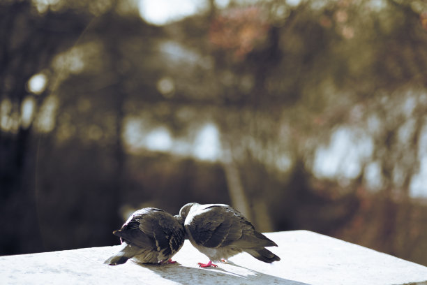 美丽的鸽子，它们彼此相爱图片下载