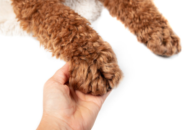 女性手牵狗爪，俯视图。图片下载