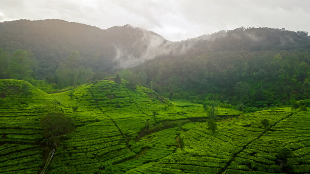 印度尼西亚西爪哇省Ciwidey的群山和丘陵景观。茶园景观，绿色景观。图片下载