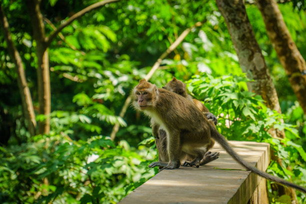 在印度尼西亚西爪哇岛Hutan Raya Juanda万隆的森林里，两只猴子在互相玩耍图片下载