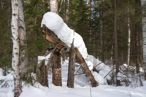 树木在一场大雪中折断，森林里下了一层雪。冬天的森林里有桦树、云杉和松树图片下载