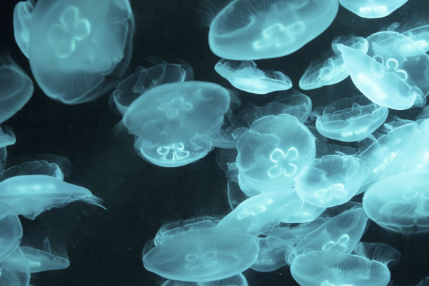 深海中的水母图片下载