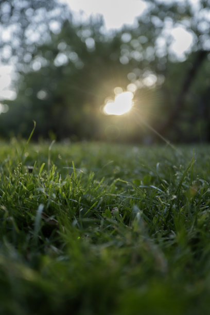 绿色抽象背景的草与太阳在背景图片下载