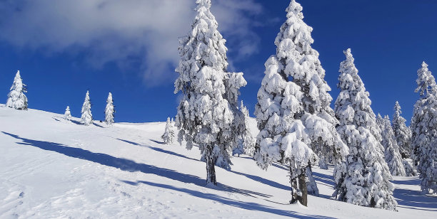 冬天的童话图片下载