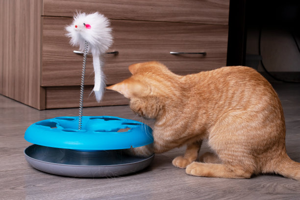 姜黄色的小猫在玩猫玩具图片下载