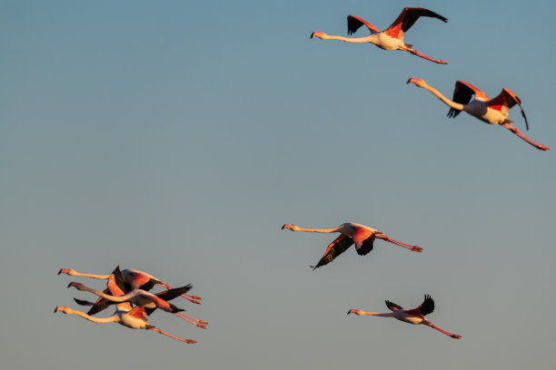 法国卡马gue的火烈鸟图片下载