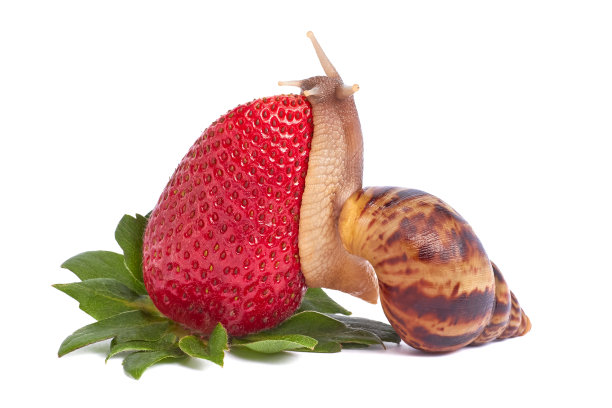 简单来说，蜗牛是一种有壳的腹足类动物。这个名字最常用于陆地蜗牛，陆栖的肺腹足类软体动物。特写图片。白色背景上的蜗牛。隔离图片下载