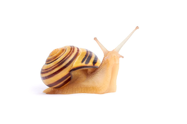 葡萄蜗牛，Cepaea hortensis，螺旋pomatia，勃艮第蜗牛，可食用蜗牛，蜗牛。特写图片。图片下载