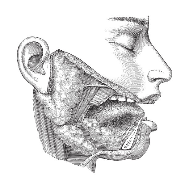 人体头部解剖-鼻子，嘴和喉咙-复古雕刻插图图片下载