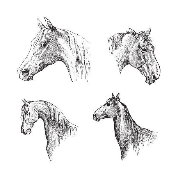 马头-古董雕刻插图图片下载