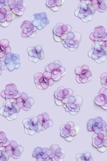 天然绣球花，极小的花图案紫罗兰单色。布局用鲜花，背景。春节概念，为母亲节、3月8日、妇女节。平躺图片下载