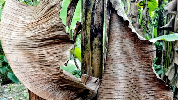 干香蕉叶子图片下载