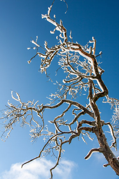 一棵雪树的剪影图片下载