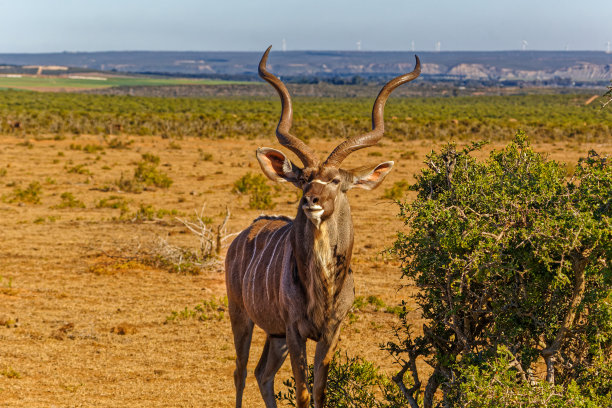 骄傲的捻角羚站在灌木旁图片下载