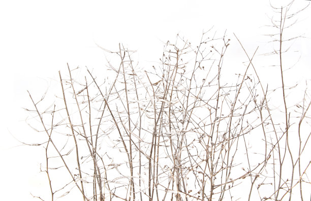 在冬季，旱地植株孤立在白色背景上。图片下载