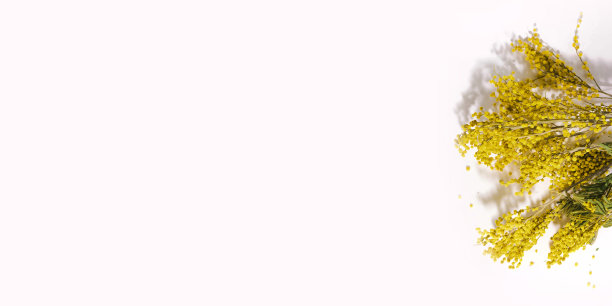 含羞草特写，复制空间，白色背景。图片下载