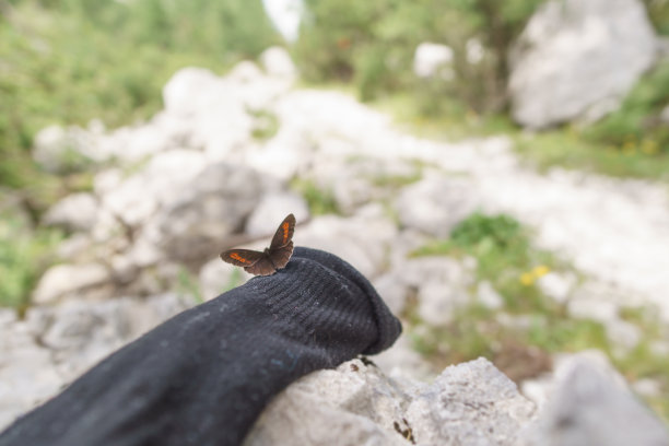 在山上休息时，一只蝴蝶落在徒步旅行的袜子上图片下载