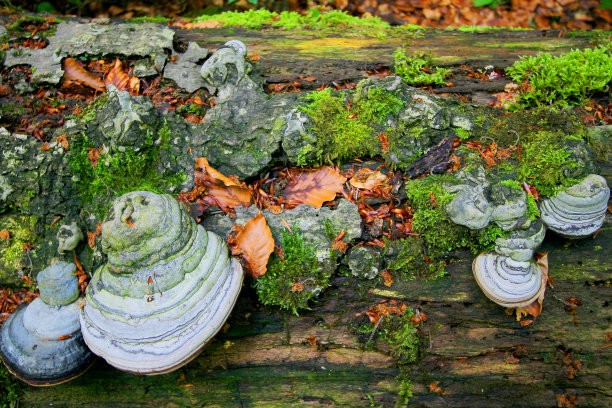 原始森林图片下载