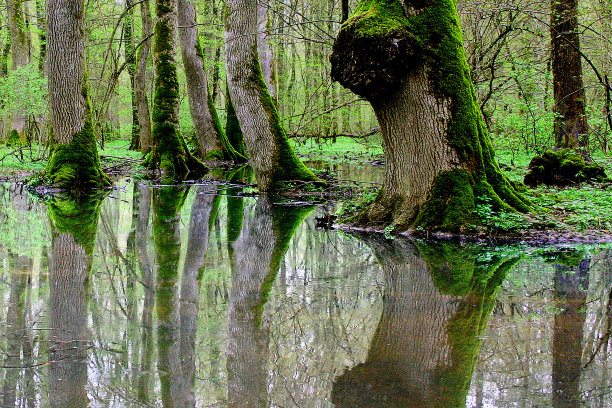 原始森林图片下载