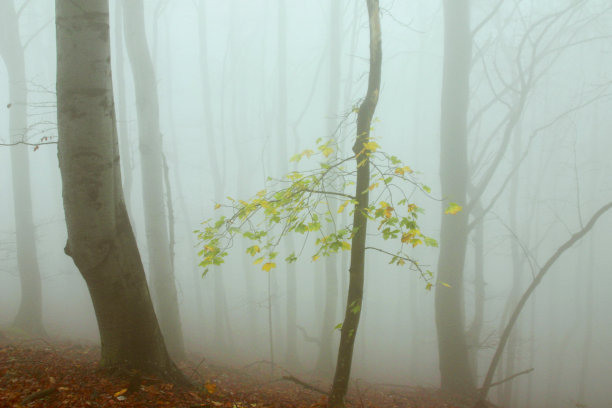 原始森林图片下载