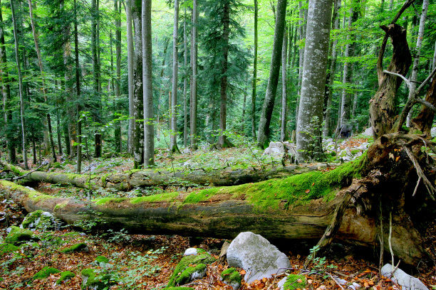 原始森林图片下载