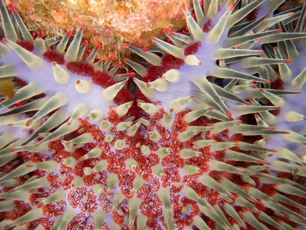 近距离观察留尼汪岛的刺冠海星图片下载