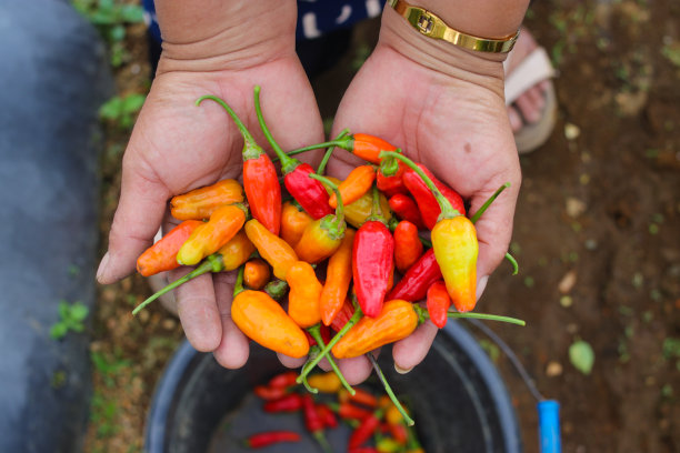 一串小辣椒，或者叫cabai rawit merah，是印尼当地农民刚从花园里收获的图片下载