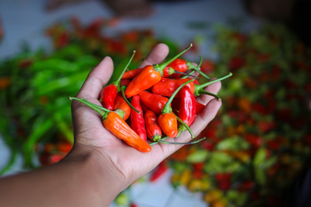 一串小辣椒，或者叫cabai rawit merah，是印尼当地农民刚从花园里收获的图片下载