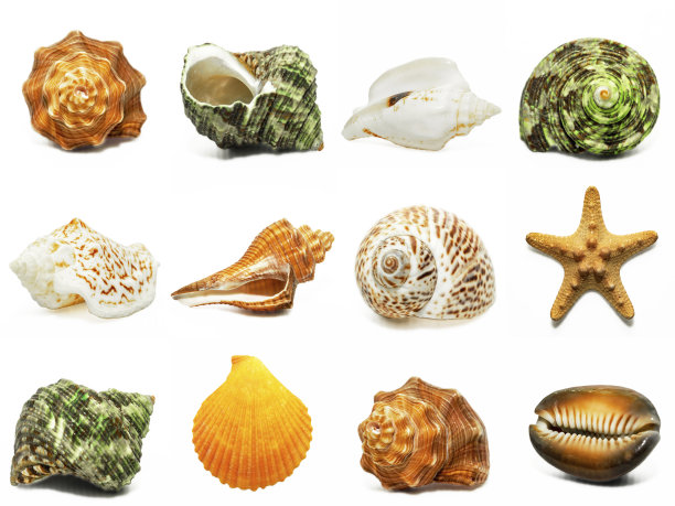白色背景上孤立的海贝图片下载