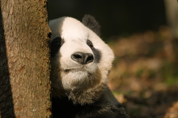 成都大熊猫脸部照片图片下载