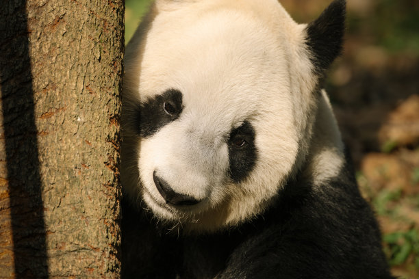 成都大熊猫脸部照片图片下载