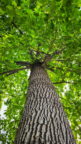 公园里又高又美的树图片下载