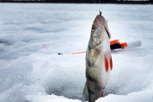 鱼在冰洞里栖息图片下载