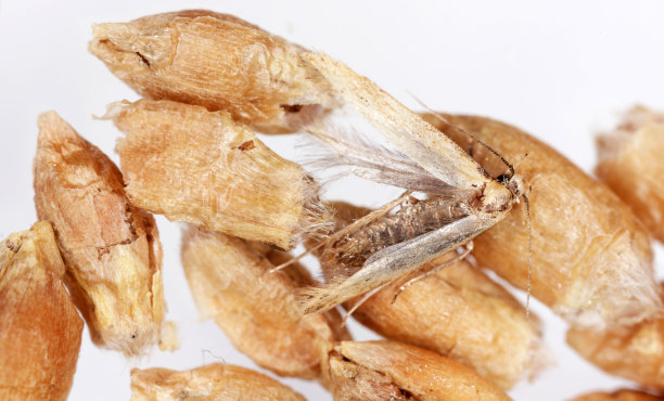 Angoumois谷蛾的死蛾(Sitotroga cerealella)。它是谷物、玉米、水稻等储粮的重要害虫图片下载