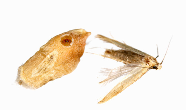 Angoumois谷蛾的死蛾(Sitotroga cerealella)。它是谷物、玉米、水稻等储粮的重要害虫图片下载